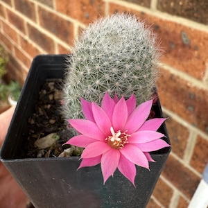 May include: A small, round, green cactus covered in fine white spines, planted in a black square plastic pot. A single, vibrant, multi-petaled pink flower with a white centre blooms from the base of the cactus, extending over the pot edge.