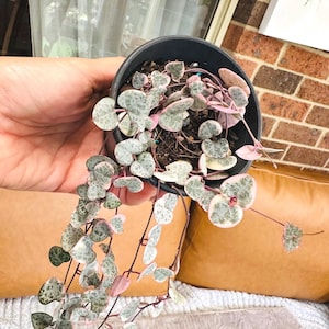 May include: A String of Hearts plant in a black pot, with trailing vines of heart-shaped leaves. The leaves have a mottled green and silver pattern, with pink edges. The plant is held in a hand.
