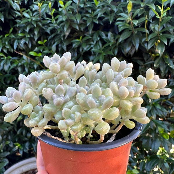 Graptopetalum Mendozae (multi-rosettes)