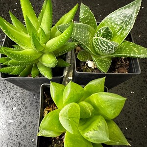 aloe vera duschgel LR Aloe Vera vitalisierendes Duschgel – LIENNA Inh. Vitali Still main image 1