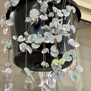 May include: A hanging plant with trailing vines and heart-shaped leaves with silver and green variegation. The leaves have a speckled appearance.