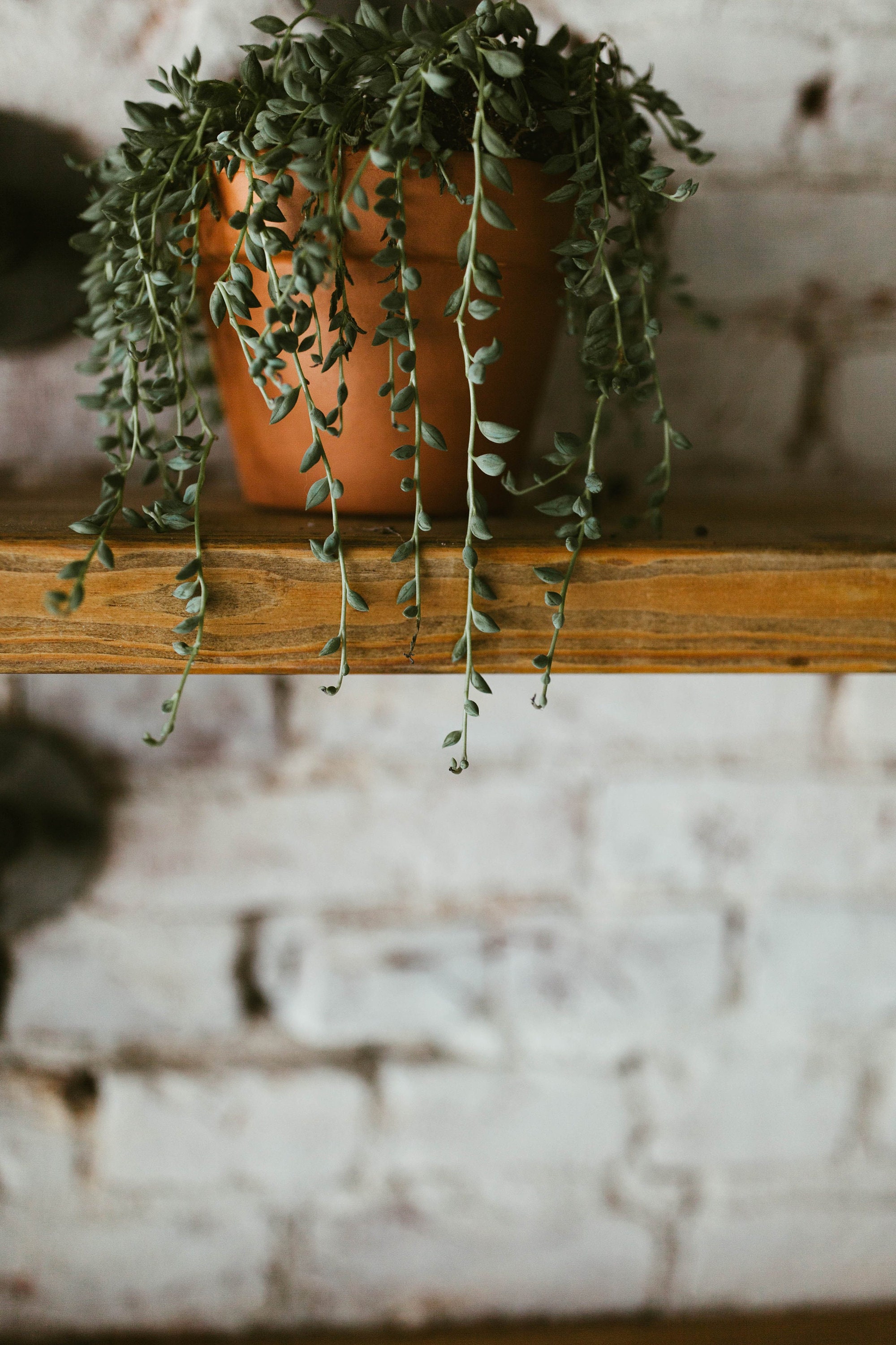 Regaleinheit Wandregal Wandregal Eingangsregal | Etsy