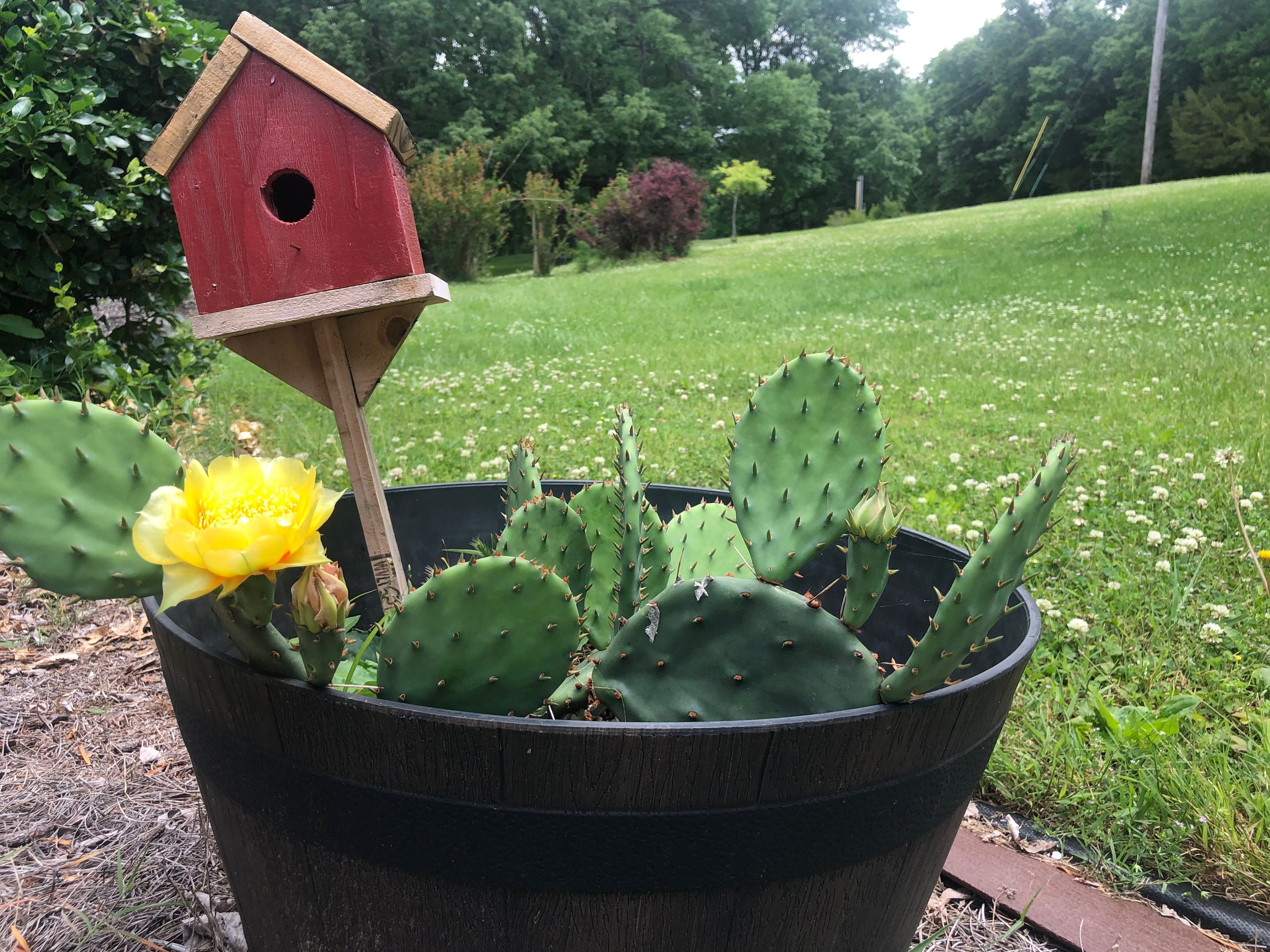 Tennessee Prickly Pear Cactus Live Rooted Plant opuntia Etsy