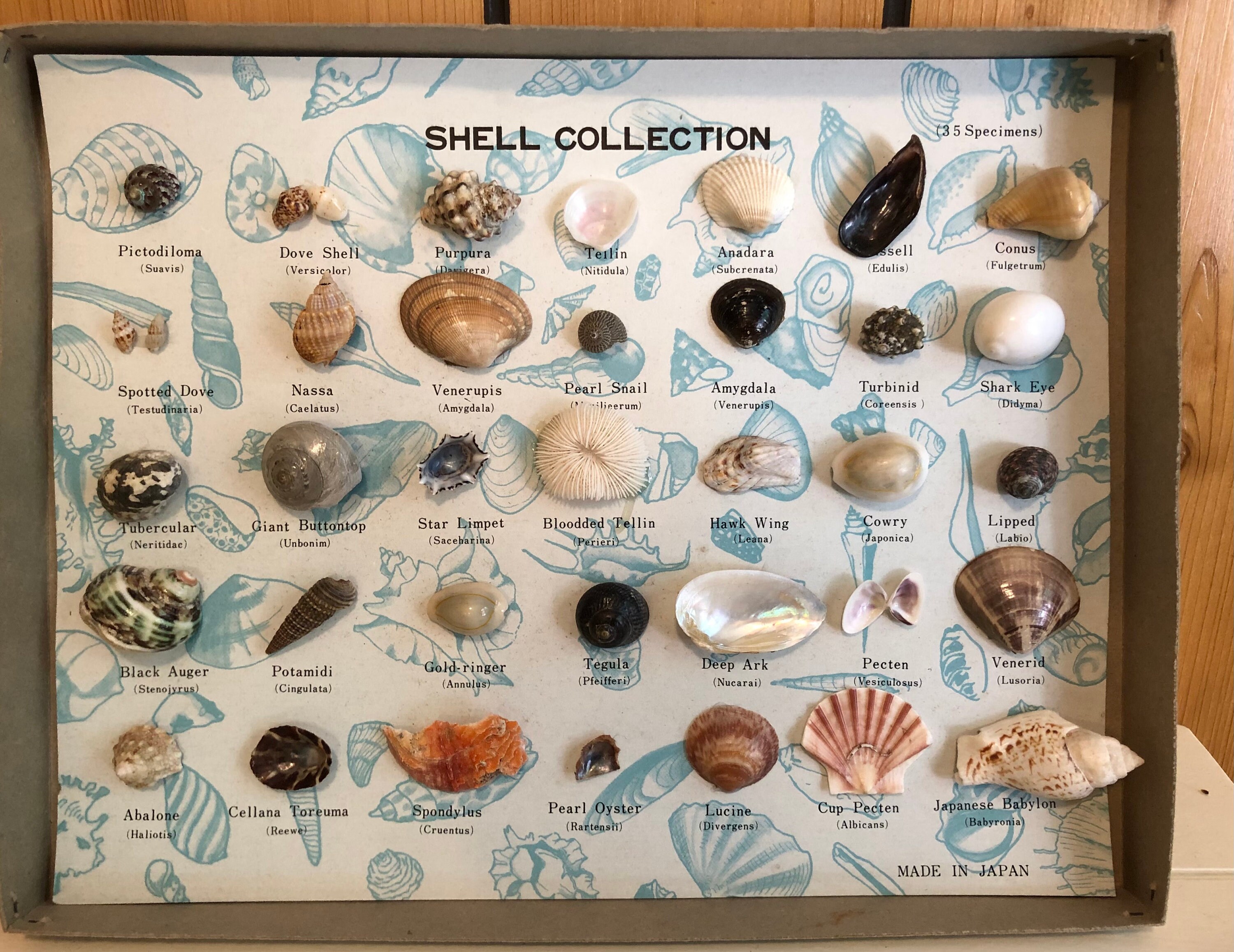 Rock Collection Box Coin Collection Sea Shell Storage Dice Collection  Collection Display Box Gifts Multiple Compartment Box 