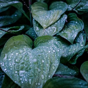green leaves raindrops Digital Download nature rain water plants photography