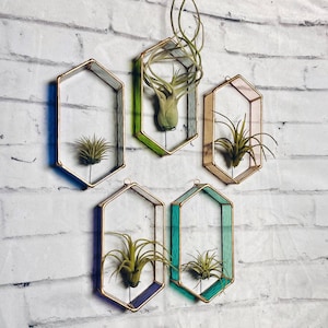 May include: Five hexagonal glass terrariums with gold frames, each containing a different air plant. The terrariums are hung on a white brick wall and have different colored glass panels.