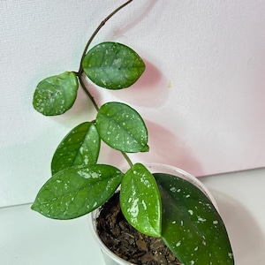 Hoya carnosa &#39;Wilbur Graves&#39; -- Well-rooted