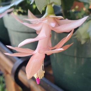 Thanksgiving cactus, Shell Pink, 3-inch established plants
