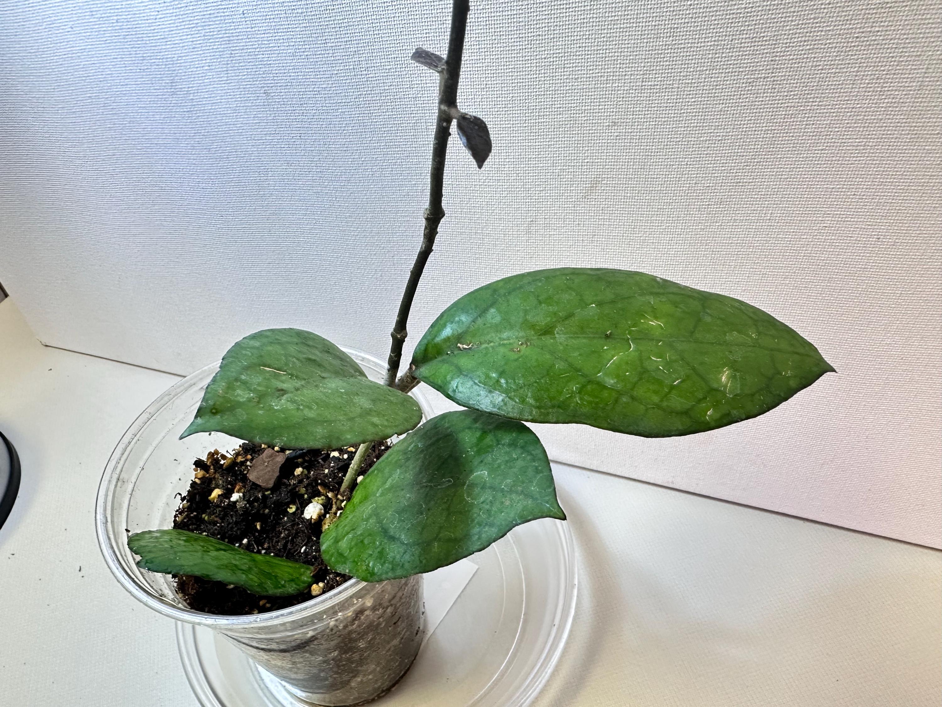 Hoya Puom Siam Ruby ホヤ 吊り鉢 Plant-Proper-Hoya-Puom-Siam-
