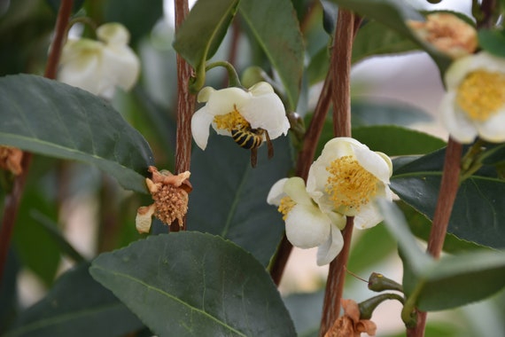 Camellia Sinensis Seeds, Grow Your Own Tea! U.S. Buyer Only - Etsy