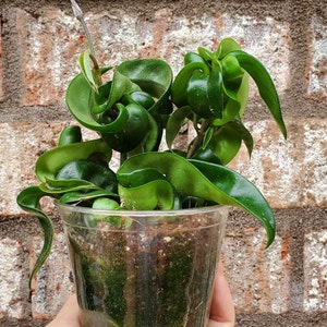 Hoya carnosa compacta