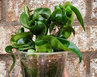 Hoya carnosa compacta