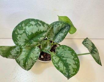 Scindapsus Sentarum - Etsy