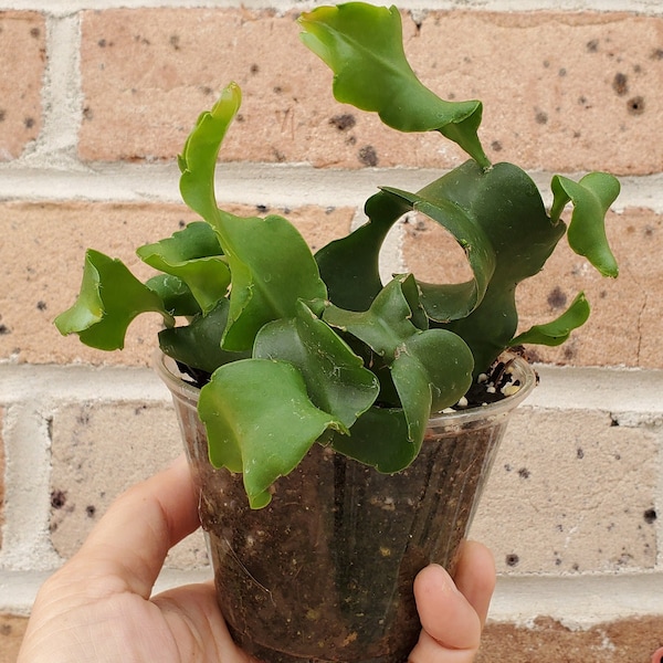 Epiphyllum 'Curly Locks' Plant