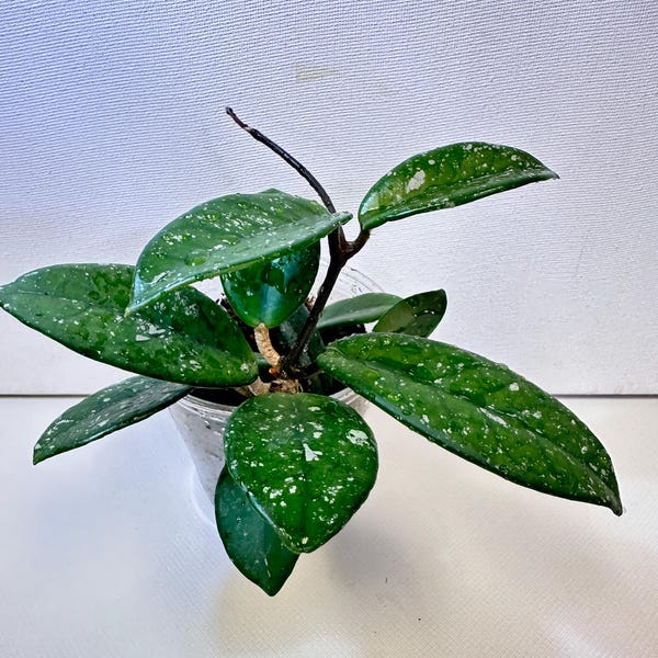 Hoya carnosa 'Wilbur Graves', bien enraizada, nº 2