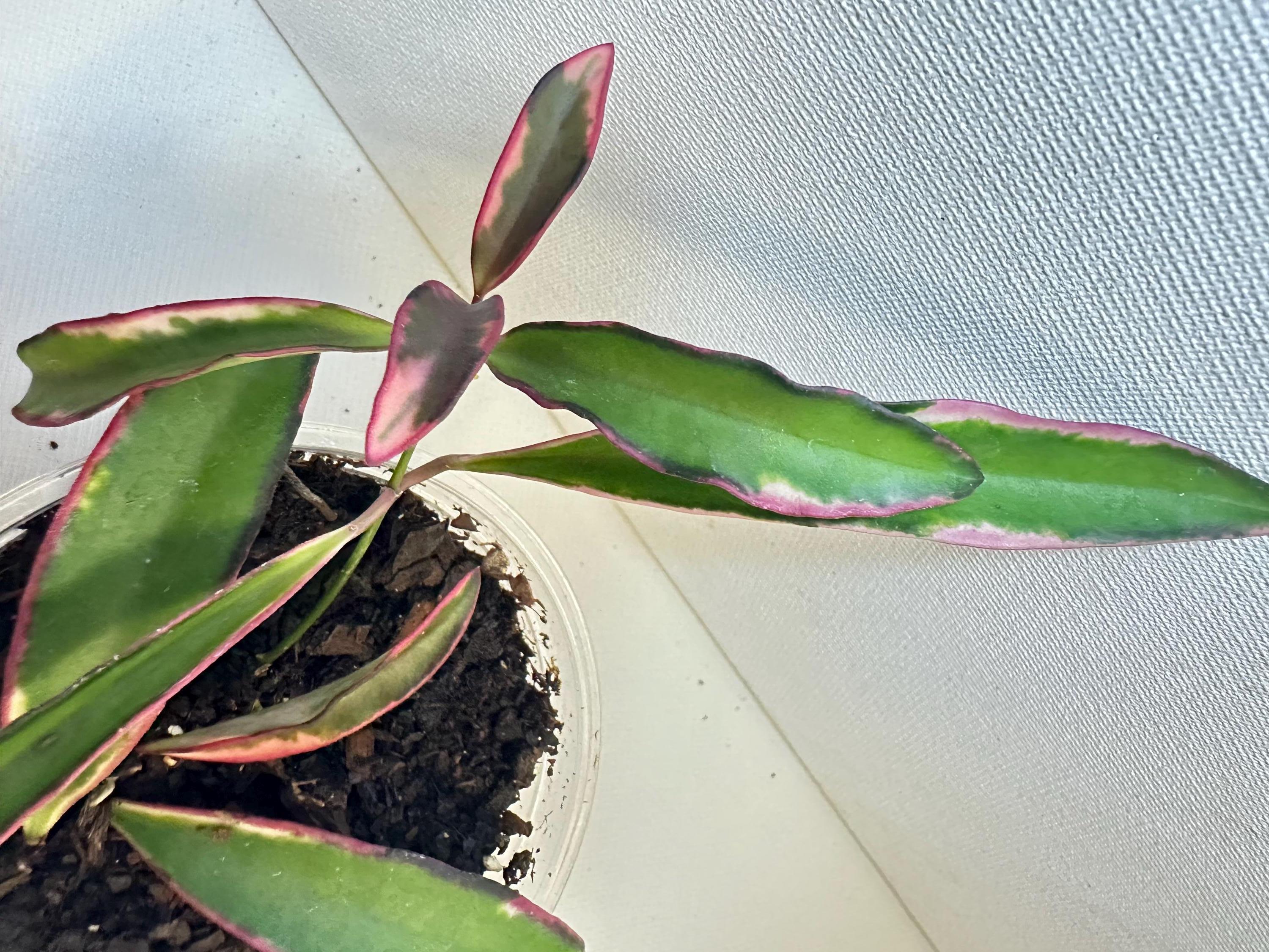 Hoya Kentiana 'lori Lynn' - Etsy