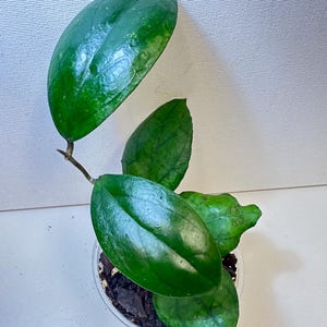 Hoya Siam Ruby - Etsy
