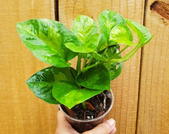 Global Green pothos, multiple plants per pot
