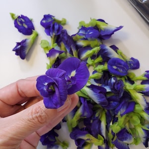 May include: A close-up of a hand holding a cluster of blue and white butterfly pea flowers. The flowers are arranged in a bouquet and have a delicate, floral appearance.