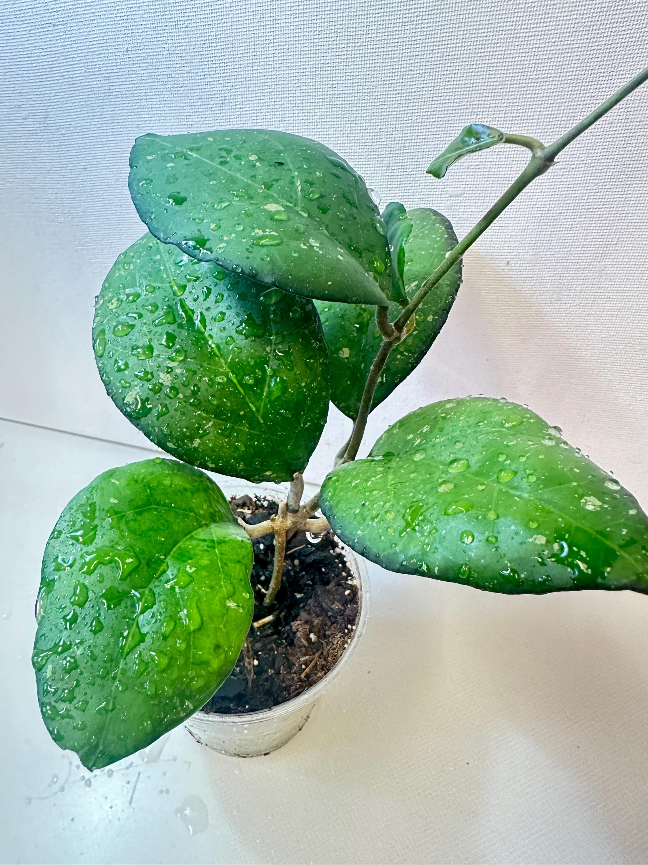 Hoya Hybrid 'jordana Natalie' X 'joy Splash' -- Well-established