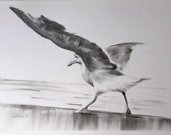 Original A4 Charcoal Drawing (not a print) on paper of Seagull, signed by the Artist