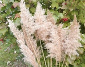 Light-colored Reed Plume Grass Pampas Grass Long Vase Feathery Plumes Spikelets of Rush Ikebana tall stalks Feather grass Beach Wedding