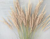 Extra Long Creamy Calamagrostis Pampas Grass Dry Feather Grass Smallweed Tall Vase Wide Wild grass Eco bouquet Flower Arrangement
