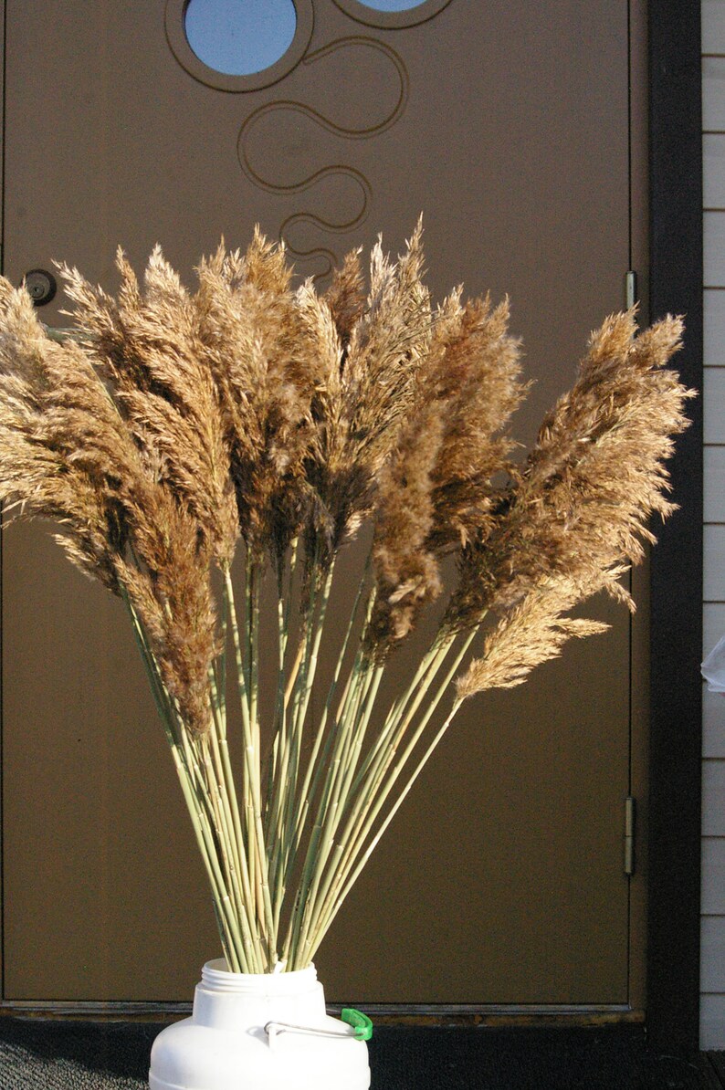 Large Dry Reed grass Long Cane/Rush Plumes/Dried flowers/Dry Etsy