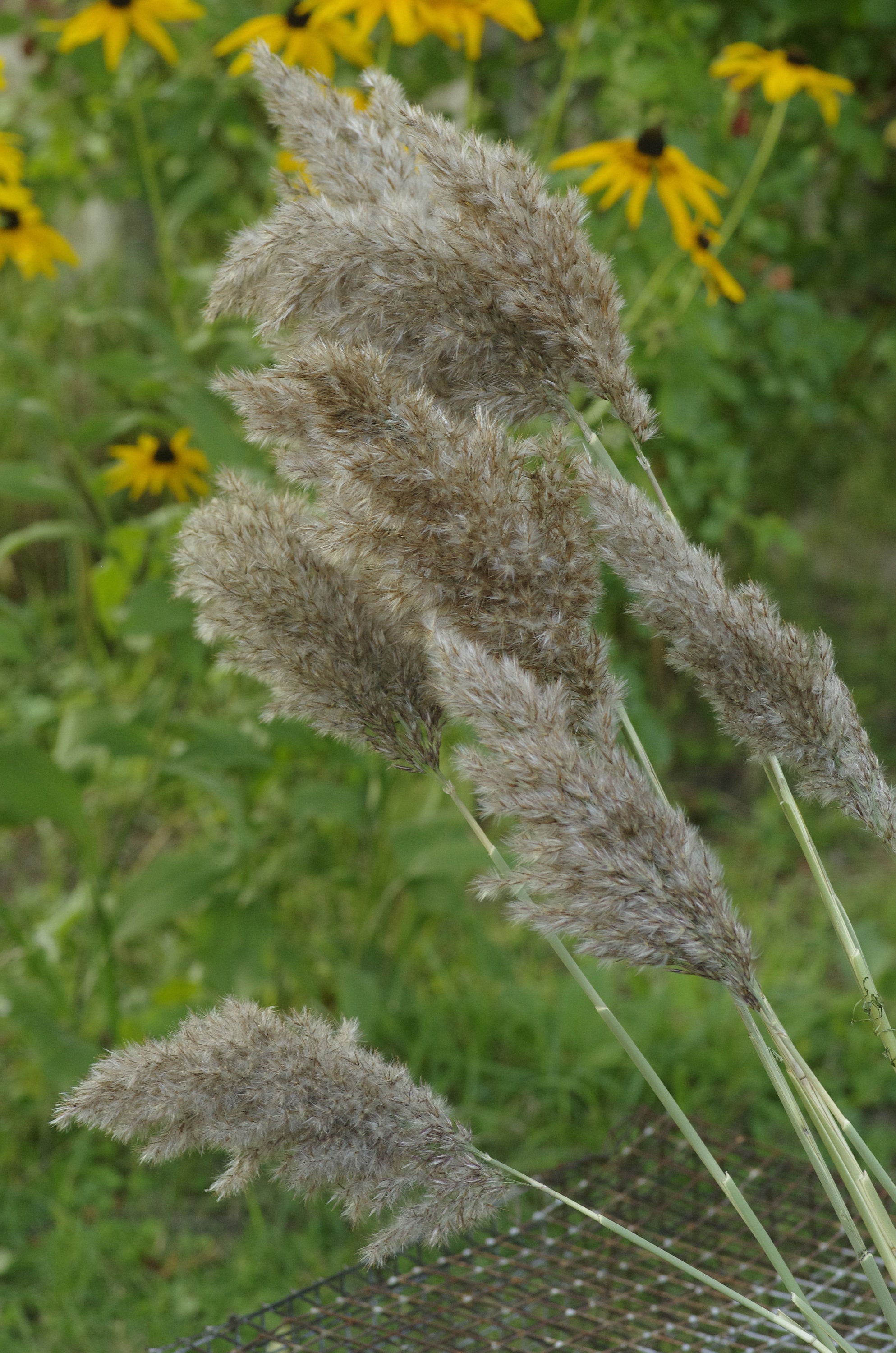Large Dry Reed grass Long Cane/Rush Plumes/Dried flowers/Dry Etsy