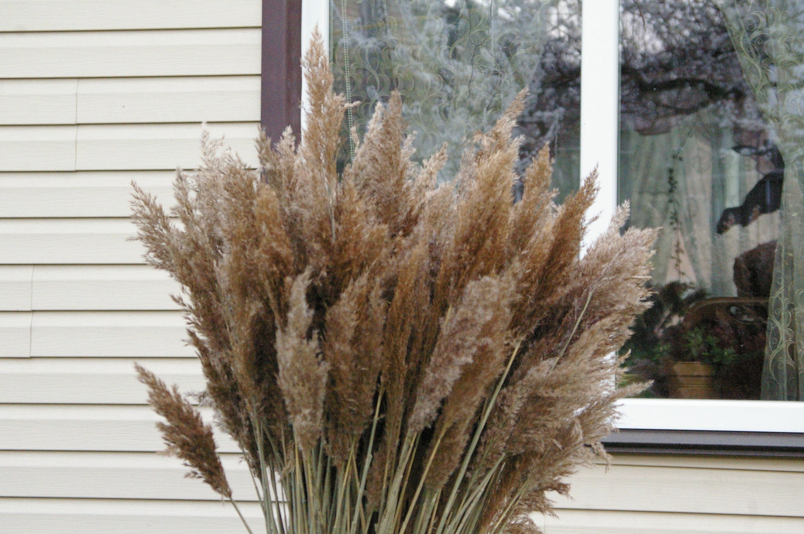 Large Dry Reed grass Long Cane/Rush Plumes/Dried flowers/Dry Etsy