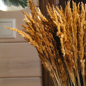 ochre pampas calamagrostis