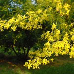 May include: A close-up of a branch of a tree with yellow flowers. The flowers are in bloom and are a bright yellow colour. The background is a blur of green leaves.