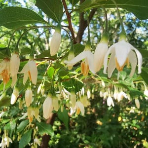 May include: A close-up shot of a tree branch laden with white, bell-shaped flowers. The flowers, with yellow centres, hang downwards. Green leaves and branches are visible in the background, with sunlight filtering through the foliage.