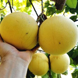 May include: A cluster of ripe, yellow pomelos on a tree branch. The fruits are large and spherical, with a textured surface. The background shows green leaves and branches, with sunlight creating a natural backdrop.