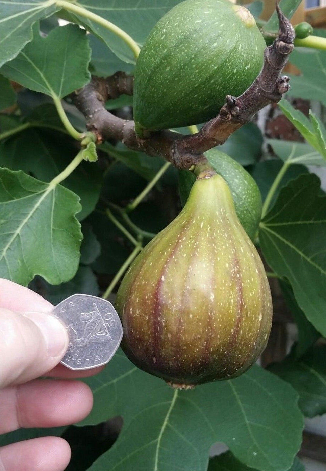 Brown Turkey Fig Plant Self fertile Hardy Edible Fruit 20 30cm brown-turkey-fig-plant-self-fertile-hardy-edible-fruit-20-30cm