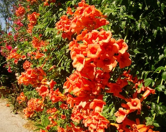 Campsis radicans - RED TRUMPET VINE, a tropical vine that produces vibrant blooms (10-20cm tall)