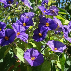 May include: A close-up shot of a plant with striking purple flowers, each with a bright yellow centre. The flowers are set against a backdrop of green leaves, creating a vivid contrast. The image showcases the natural beauty of the plant.