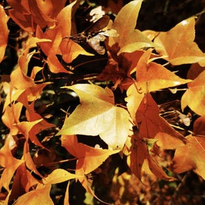 Acer mono - Painted Maple