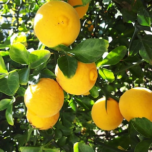 May include: Close-up of a branch of a lemon tree with several ripe yellow lemons hanging from the branches. The lemons are clustered together and have a smooth, shiny surface.