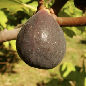 May include: A close-up of a ripe fig fruit hanging from a tree branch. The fig is a deep purple colour with small white and red speckles. The background is blurred, showing green leaves and sunlight.