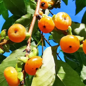 May include: Close-up of a branch with several bright orange fruits growing on it. The fruits are round and have a smooth texture. The branch is surrounded by green leaves.