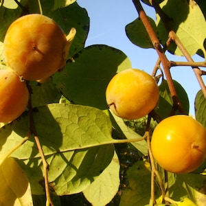 Persimmon Tree Collection 1 Diospyros VIRGINIANA and 1 Diospryos LOTUS, sweet, edible fruits, Autumn colours, sent in a 8cm pot