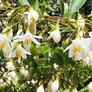 May include: A close-up shot of a tree branch laden with white, bell-shaped flowers with yellow centers. The flowers are in full bloom, set against a backdrop of green leaves and buds. The image highlights the delicate details of the blossoms.