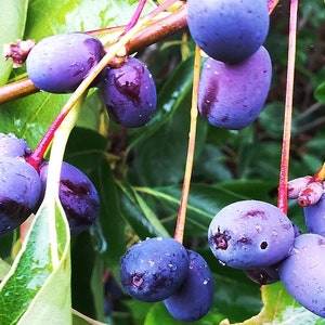 Black Tupelo Tree – Nyssa Sylvatica, Edible Ornamental Fruits, Autumn Color (15-20cm)
