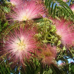 Albizia julibrissin - SILK TREE, exotic looking tree, produces masses of pink flowers, easy to grow (3-5cm tall seedling)