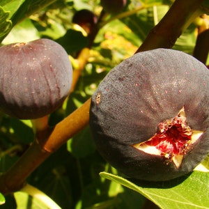 May include: Close-up of two ripe figs hanging from a branch. The figs are dark purple with a slightly textured skin. One fig is partially open, revealing a red interior.