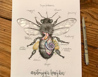 Anatomy of a honeybee 12x18