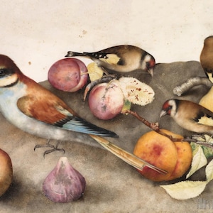 Giovanna Garzoni: stilleven met vogels en fruit (1650) galerie op canvas giclée, giclée, kunstprint, digitaal geremasterd (D4060)