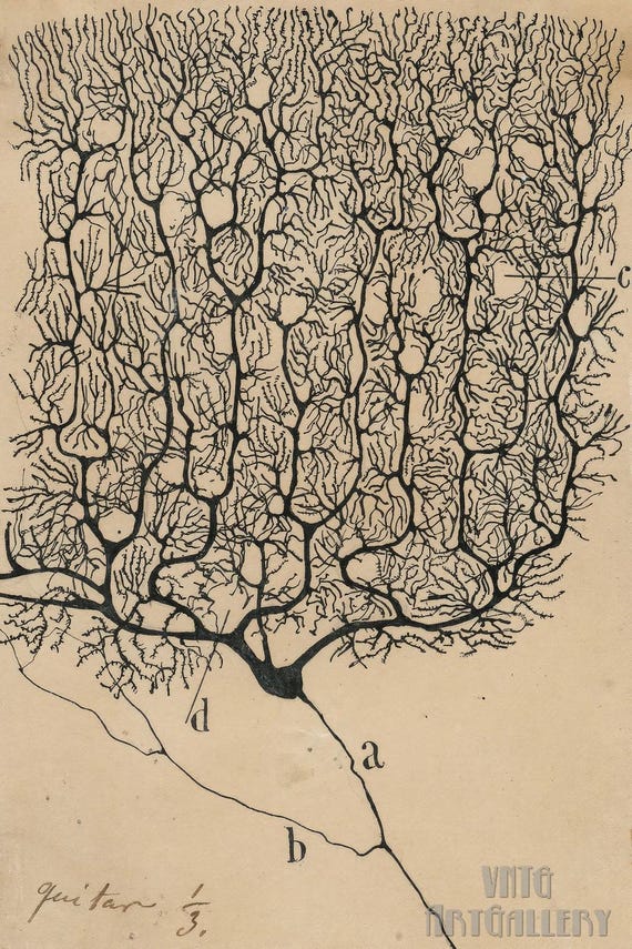 「細胞、私」(鉛筆画) サンティアゴ・ラモン・イ・カハール：プルキンエ脳細胞の描画、脳細胞