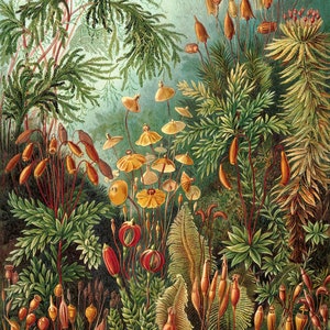 Ernst Haeckel : Vintage Forest, Mushroom, Kunstformen der Natur (1904) Canvas Gallery Wrapped or Framed Giclee Wall Art Print (D6040)
